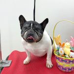 フレンチブルドッグ　ハルちゃん