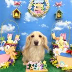 ダックスフンド　クーちゃん