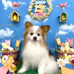 パピヨン　ソラくん