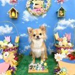 チワワ　モモちゃん