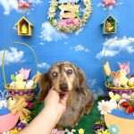 ダックスフンド　のあちゃん