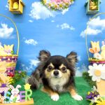 チワワ　オレオくん