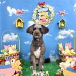 プードルｘパピヨン　ピノちゃん