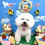 ビションフリーゼ　ゆきくん