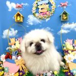 ペキニーズ　ファルコンくん