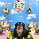 ダックスフンド　ダックスちゃん