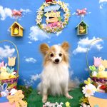 パピヨン　雄真くん