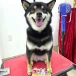 柴犬　はるちゃん