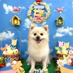 ポメラニアン　プー助くん