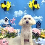 トイプードル　まるこちゃん