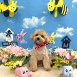 トイプードル　アディーちゃん