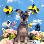 ミニュチュアシュナウザー　リシェルちゃん