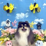 ポメｘチワワ　オレオくん