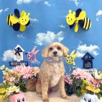 マルプー　むぎくん