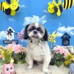 シーズー　しらすくん