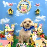 マルプー　つくねくん