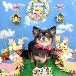 チワワ　ViViちゃん