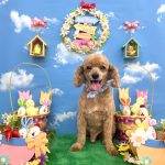 トイプードル　クースケくん