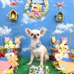 チワワ　ラッキーくん