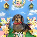 ダックスフンド　サクラちゃん