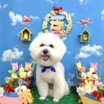 ビションフリーゼ　ゆきくん