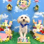 マルプー　おにまるくん