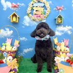 ミニチュアプードル　　アルくん