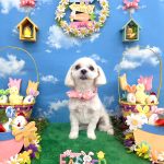 マルチーズｘペキニーズ　くるみちゃん