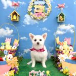 ポメｘプードル　はなちゃん　泥パック