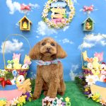 トイプードル　るるちゃん