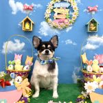 チワワ　ココくん