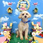 マルプー　むぎくん