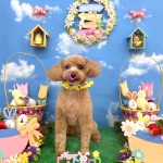 トイプードル　ぷぷくん