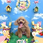 トイプードル　ももちゃん