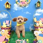 トイプードル　のあくん