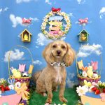 マルプー　グランくん