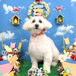 マルチーズｘダックス　れいくん