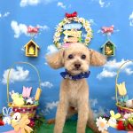 トイプードル　ロコくん