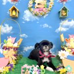 狆ｘチワワ　りーりーちゃん