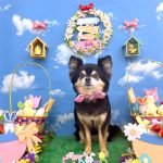 チワｘポメ　あずきちゃん