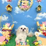 ペキプー　アナちゃん