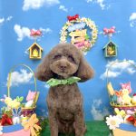 トイプードル　フランくん　泥パック