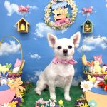 チワワ　こむぎちゃん