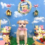 ポメプー　ニーナちゃん