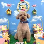 トイプードル　ライトくん