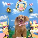 トイプードル　モカちゃん