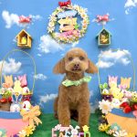 トイプードル　愛来（あいく）くん