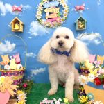 トイプードル　ランドくん