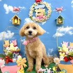 マルプー　ナラちゃん