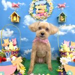 トイプードル　りんちゃん